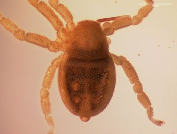 Media type: image;   Invertebrate Zoology 143922 Description: preserved specimen;